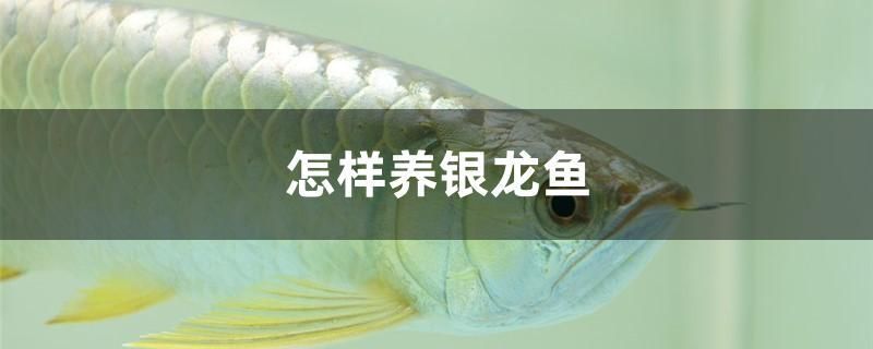 怎樣養(yǎng)銀龍魚 三色錦鯉魚