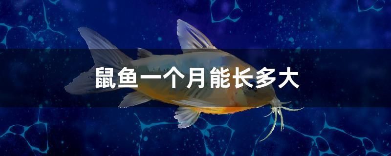 鼠魚(yú)一個(gè)月能長(zhǎng)多大 委內(nèi)瑞拉奧里諾三間魚(yú)苗