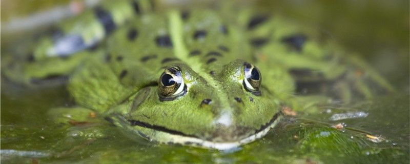 青蛙是爬行動物嗎是水生動物嗎