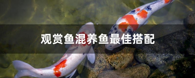 觀賞魚混養(yǎng)魚最佳搭配有哪些 玫瑰銀版魚