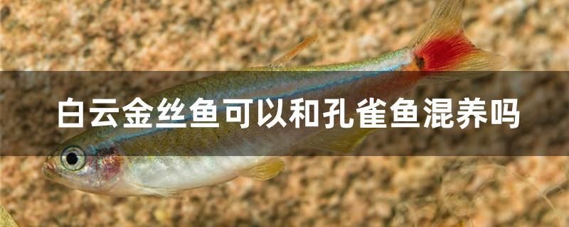 白云金絲魚(yú)可以和孔雀魚(yú)混養(yǎng)嗎 白寫錦鯉魚(yú)