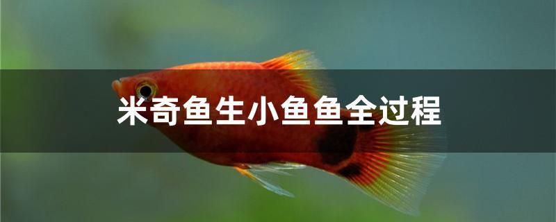 米奇魚生小魚魚全過程