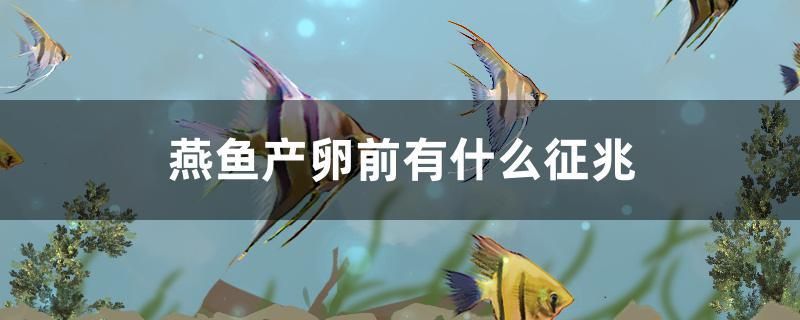 燕魚產(chǎn)卵前有什么征兆