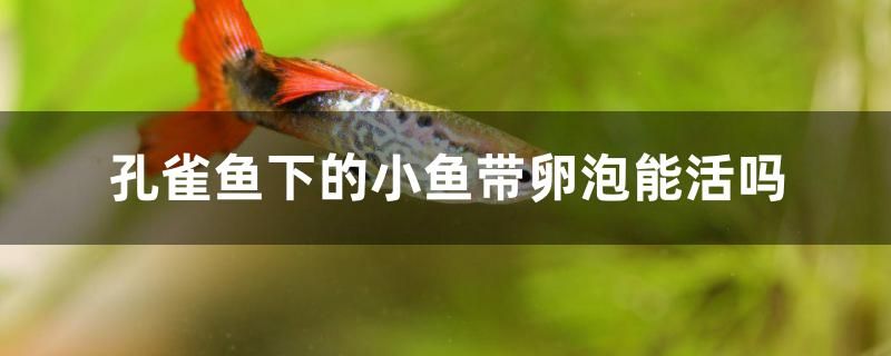 孔雀魚下的小魚帶卵泡能活嗎 高背金龍魚