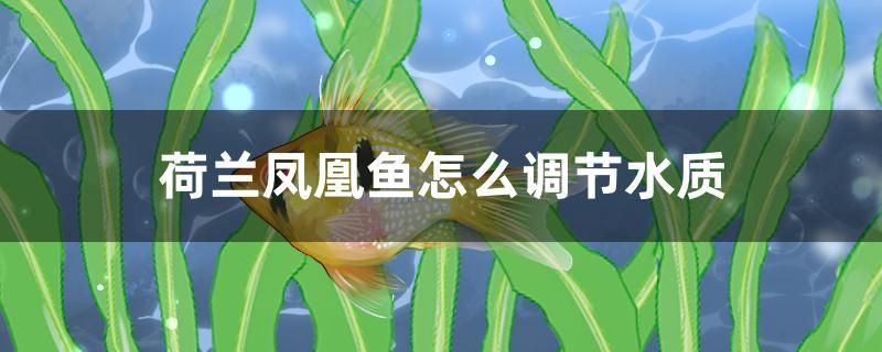 荷蘭鳳凰魚怎么調(diào)節(jié)水質(zhì) 薩伊藍魚