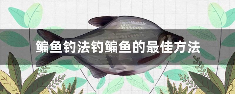 鳊魚釣法釣鳊魚的最佳方法 魚缸百科