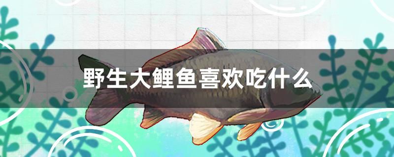 野生大鯉魚喜歡吃什么 細線銀版魚