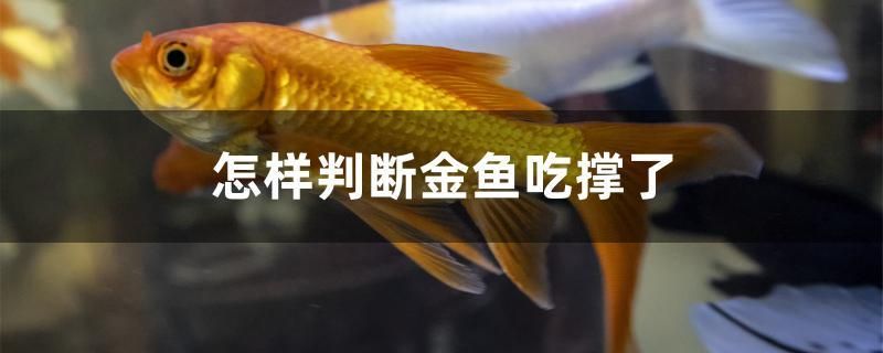 怎樣判斷金魚吃撐了 名貴錦鯉魚