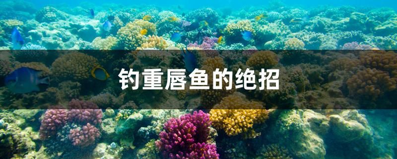 釣重唇魚的絕招 白化火箭