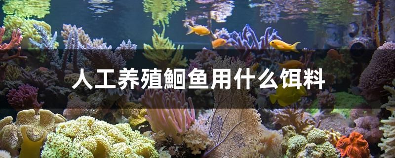 人工養(yǎng)殖鮰魚用什么餌料 白子銀版魚苗