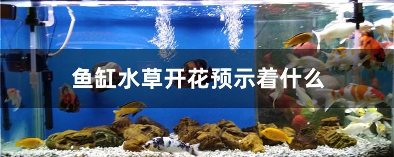 魚缸水草開花預(yù)示著什么 龍魚百科