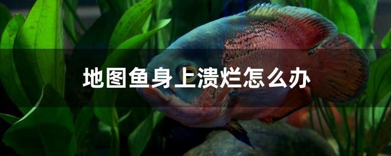 地圖魚身上潰爛怎么辦 祥龍進(jìn)口元寶鳳凰魚