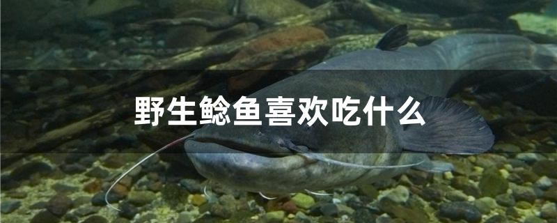 野生鯰魚喜歡吃什么