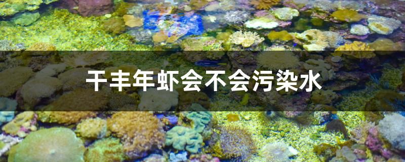 干豐年蝦會不會污染水 金老虎魚