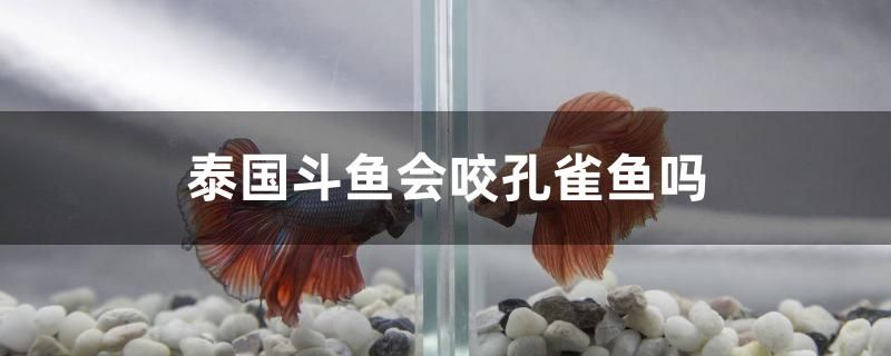 泰國斗魚會咬孔雀魚嗎 觀賞魚市場（混養(yǎng)魚）