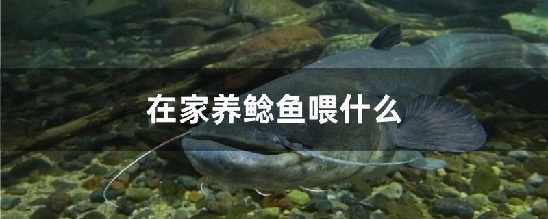 在家養(yǎng)鯰魚喂什么 潛水泵