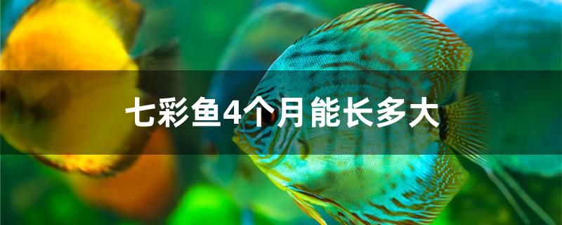 七彩魚4個月能長多大 埃及神仙魚