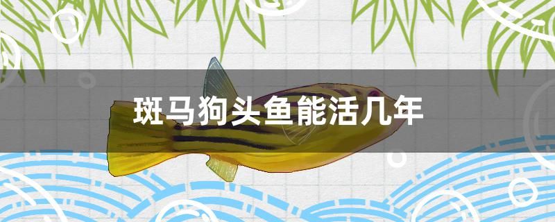 斑馬狗頭魚(yú)能活幾年