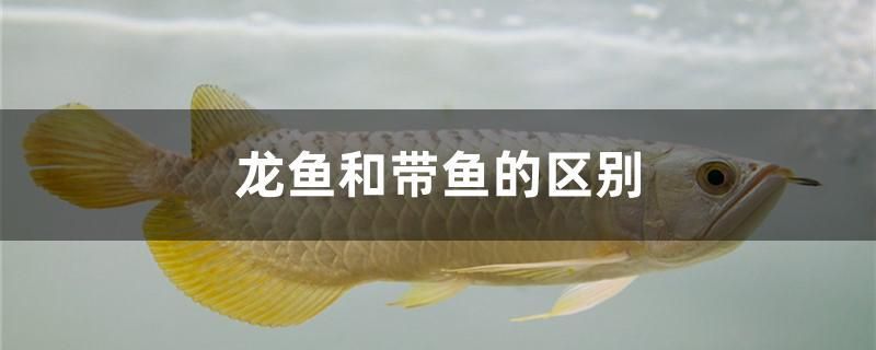 龍魚和帶魚的區(qū)別 白化火箭