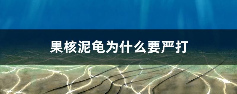 果核泥龜為什么要嚴打 黃金眼鏡蛇雷龍魚