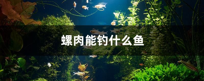 螺肉能釣什么魚 黑桃A魚苗