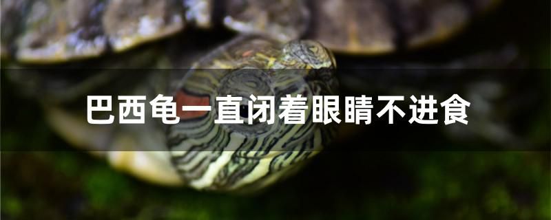 巴西龜一直閉著眼睛不進(jìn)食怎么辦 iwish愛唯希品牌魚缸