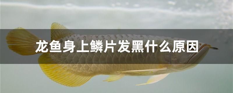 龍魚身上鱗片發(fā)黑什么原因 大白鯊魚苗