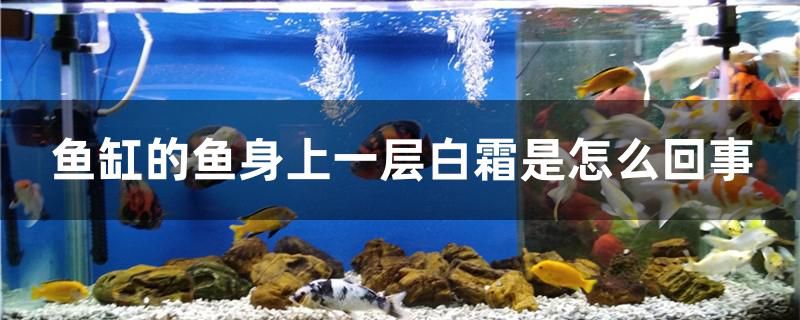 魚(yú)缸的魚(yú)身上一層白霜是怎么回事 祥龍龍魚(yú)專用水族燈