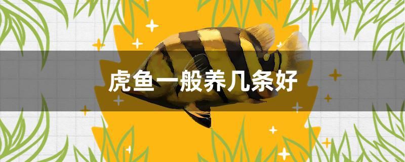 虎魚一般養(yǎng)幾條好 觀賞魚水族批發(fā)市場