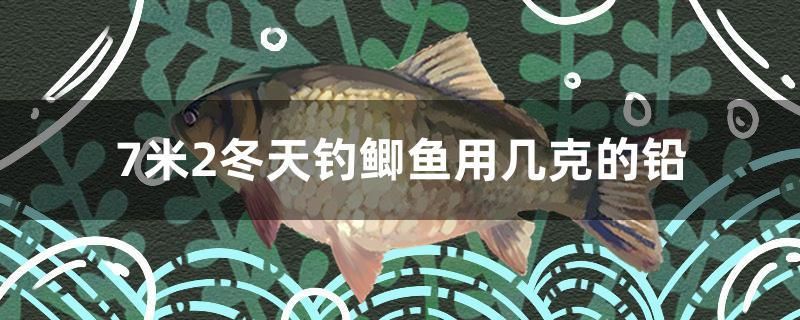 7米2冬天釣鯽魚(yú)用幾克的鉛 丹頂錦鯉魚(yú)