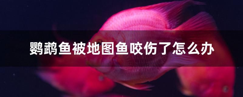 鸚鵡魚被地圖魚咬傷了怎么辦