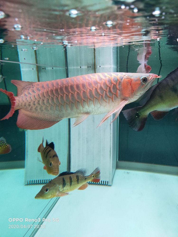 洛陽水族批發(fā)市場在哪里呀（洛陽水族批發(fā)市場在哪里呀） 廣州觀賞魚批發(fā)市場