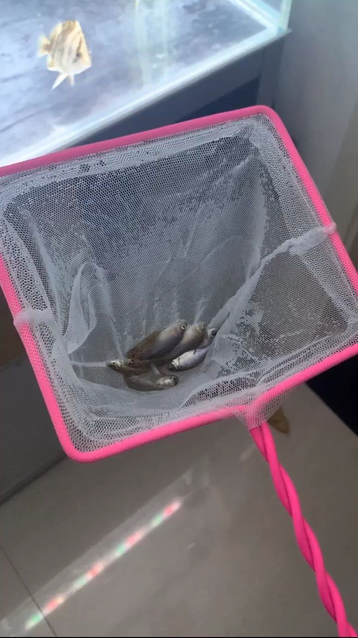 給草棒子喂食了 觀賞魚論壇