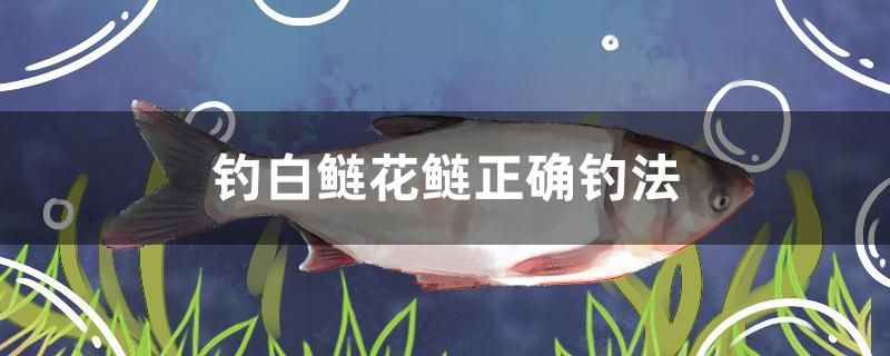 釣白鰱花鰱正確釣法 白玉紅龍魚