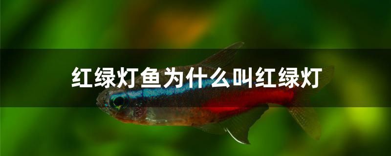 紅綠燈魚為什么叫紅綠燈 海象魚