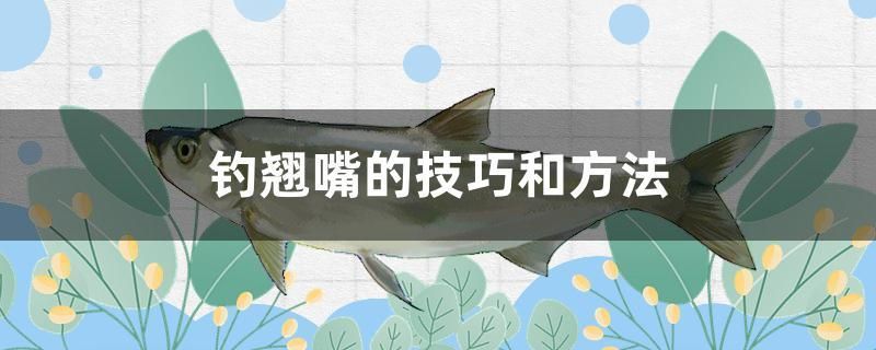 釣翹嘴的技巧和方法 海象魚