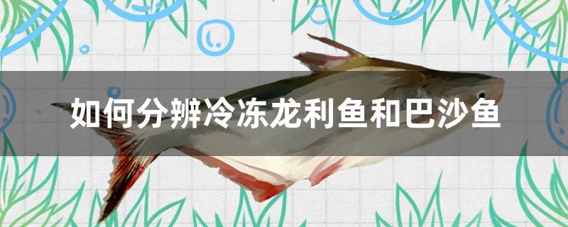 如何分辨冷凍龍利魚(yú)和巴沙魚(yú) 白子黑帝王魟魚(yú)