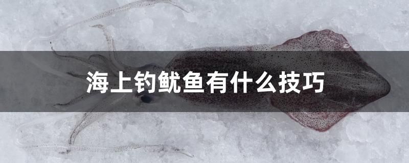 海上釣魷魚有什么技巧 白化巴西龜（白巴）