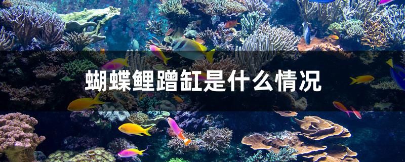 蝴蝶鯉蹭缸是什么情況 野生地圖魚