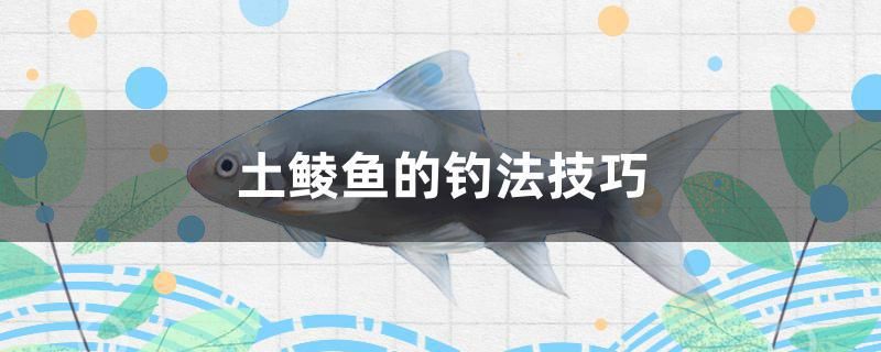 土鯪魚(yú)的釣法技巧 白玉紅龍魚(yú)