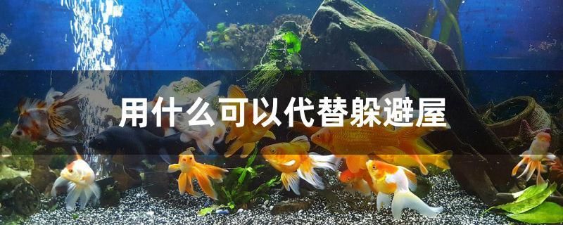 用什么可以代替躲避屋 成吉思汗鯊（球鯊）魚