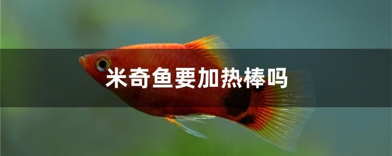 米奇魚要加熱棒嗎 黑白雙星