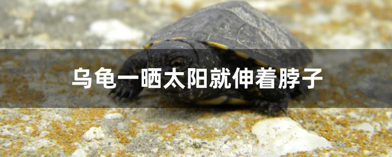 烏龜一曬太陽(yáng)就伸著脖子怎么回事 藍(lán)底過(guò)背金龍魚