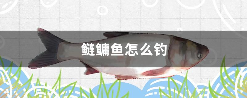 鰱鳙魚怎么釣 龍魚百科