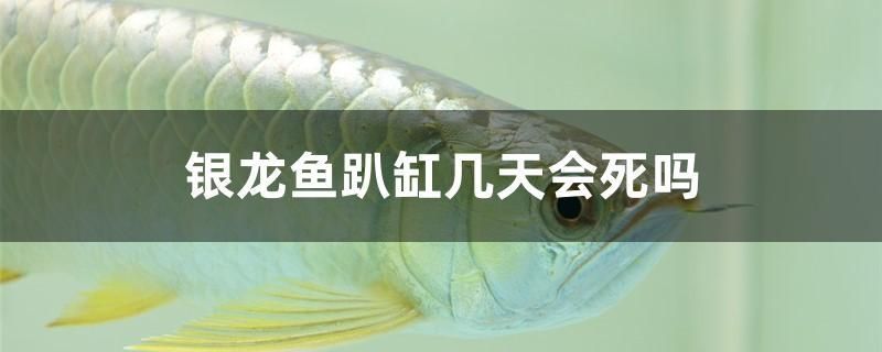 銀龍魚趴缸幾天會(huì)死嗎