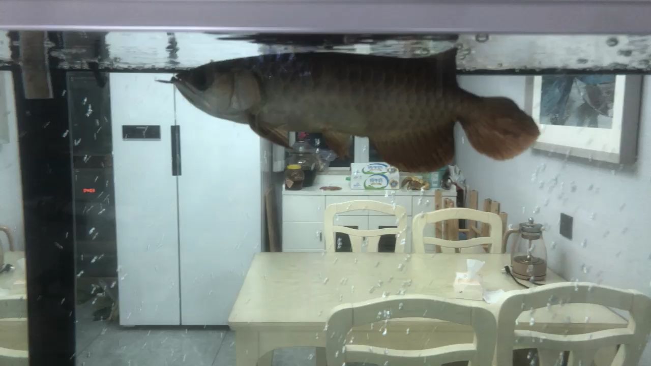 觀賞魚缸照明燈七彩8w（魚缸用七彩燈對魚好嗎） 廣州水族批發(fā)市場