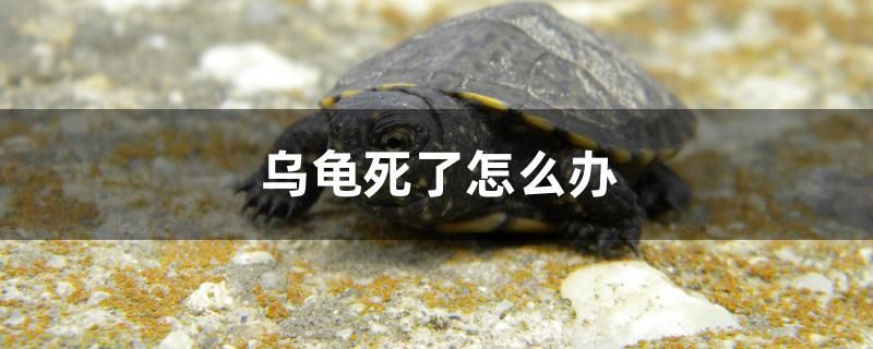 烏龜死了怎么辦 圣菲埃及魚