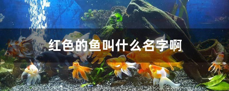 紅色的魚叫什么名字啊 雪龍魚