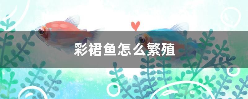 彩裙魚怎么繁殖 紅魔王銀版魚