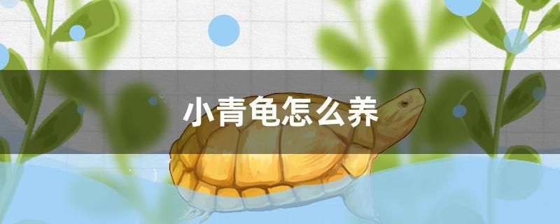 小青龜怎么養(yǎng) 金老虎魚(yú)